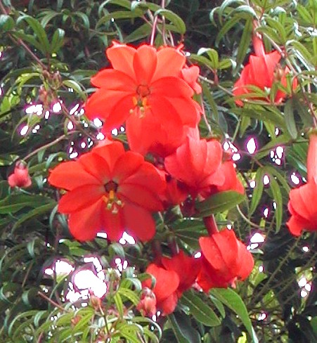 پاسیفلورا پاریتا - معرفی درختان میوه